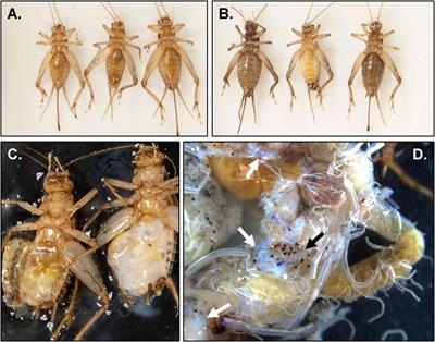 Active and Covert Infections of Cricket Iridovirus and Acheta domesticus Densovirus in Reared Gryllodes sigillatus Crickets